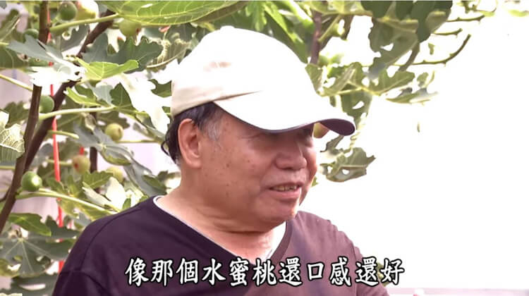 新疆無花果乾15-15.jpg